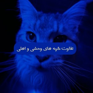 عکس تفاوت گربه های وحشی و اهلی!