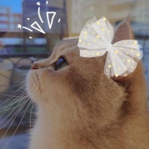 فکت گربه ای.