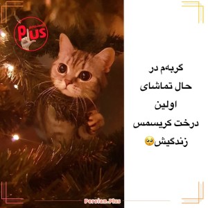 عکس درخت کریسمس و گربه ها ؟!🐱🎄