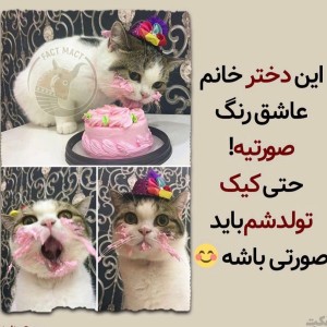 عکس گربه ها