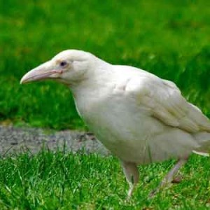 کاور