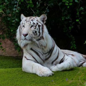 کاور