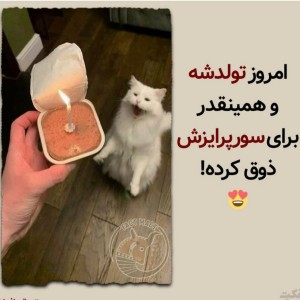 عکس چیزای جالب گربه ای