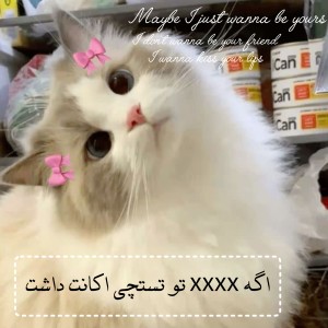 عکس اگه xxxx تو تستچی اکانت داشت