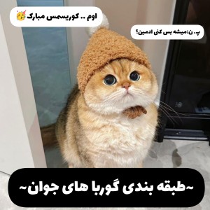 عکس ~طبقه بندی گوربا های جوان~