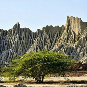 کاور