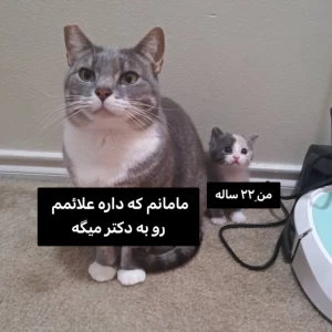 کاور