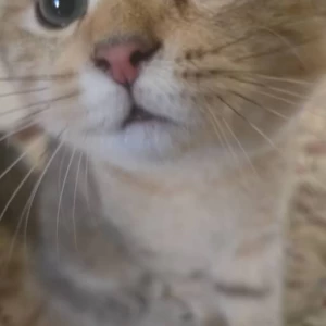 کاور