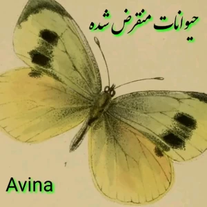 کاور