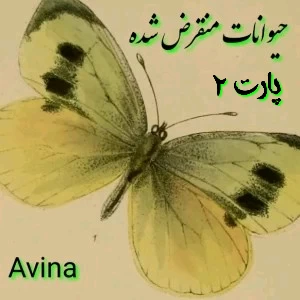 کاور
