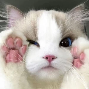 کاور