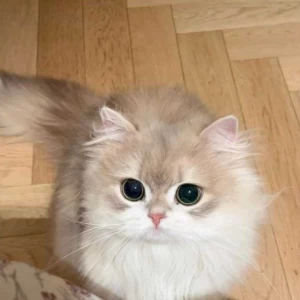 کاور