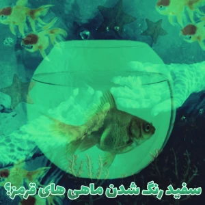 کاور