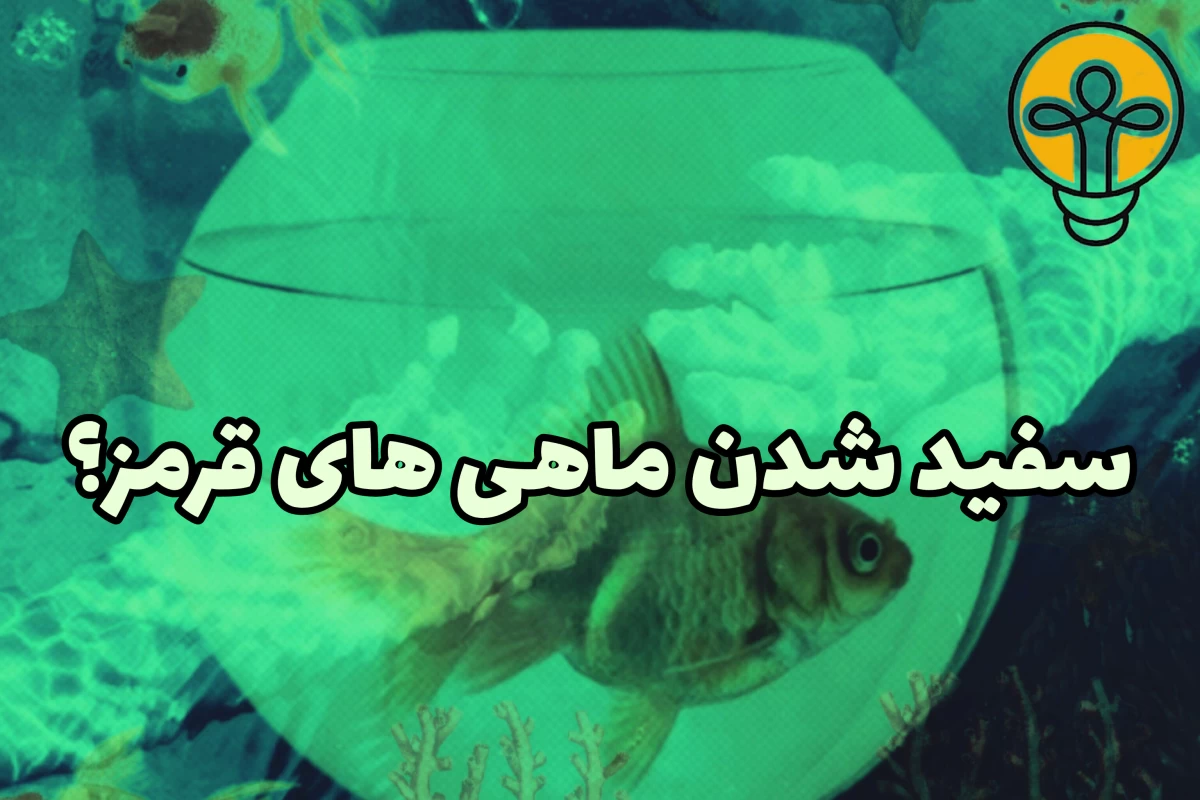 عکس سفید شدن رنگ ماهی های قرمز؟