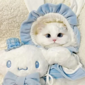 کاور