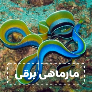 کاور