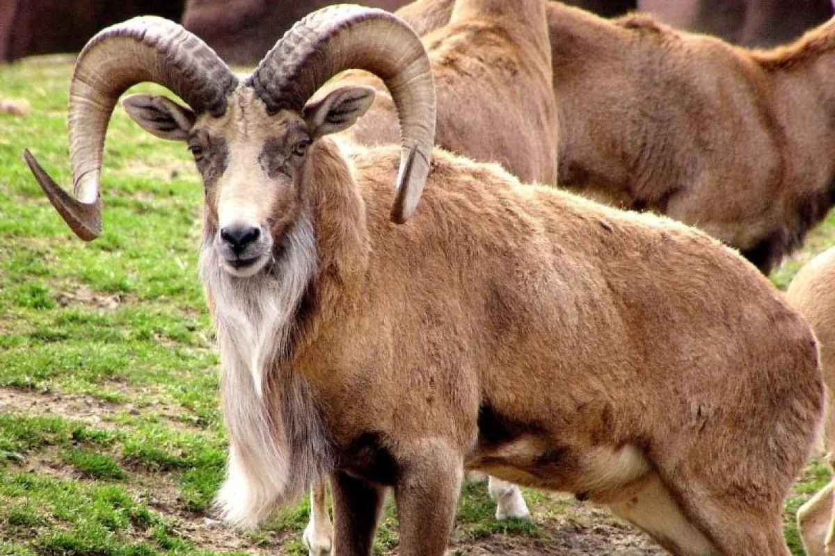 عکس قوچ لارستان : گوسفند وحشی مینیاتوری ایران