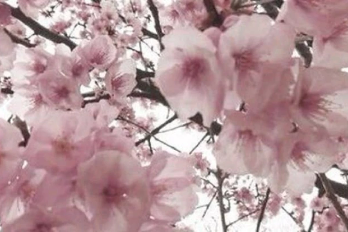 عکس چرا کی پاپ جهانی شده؟