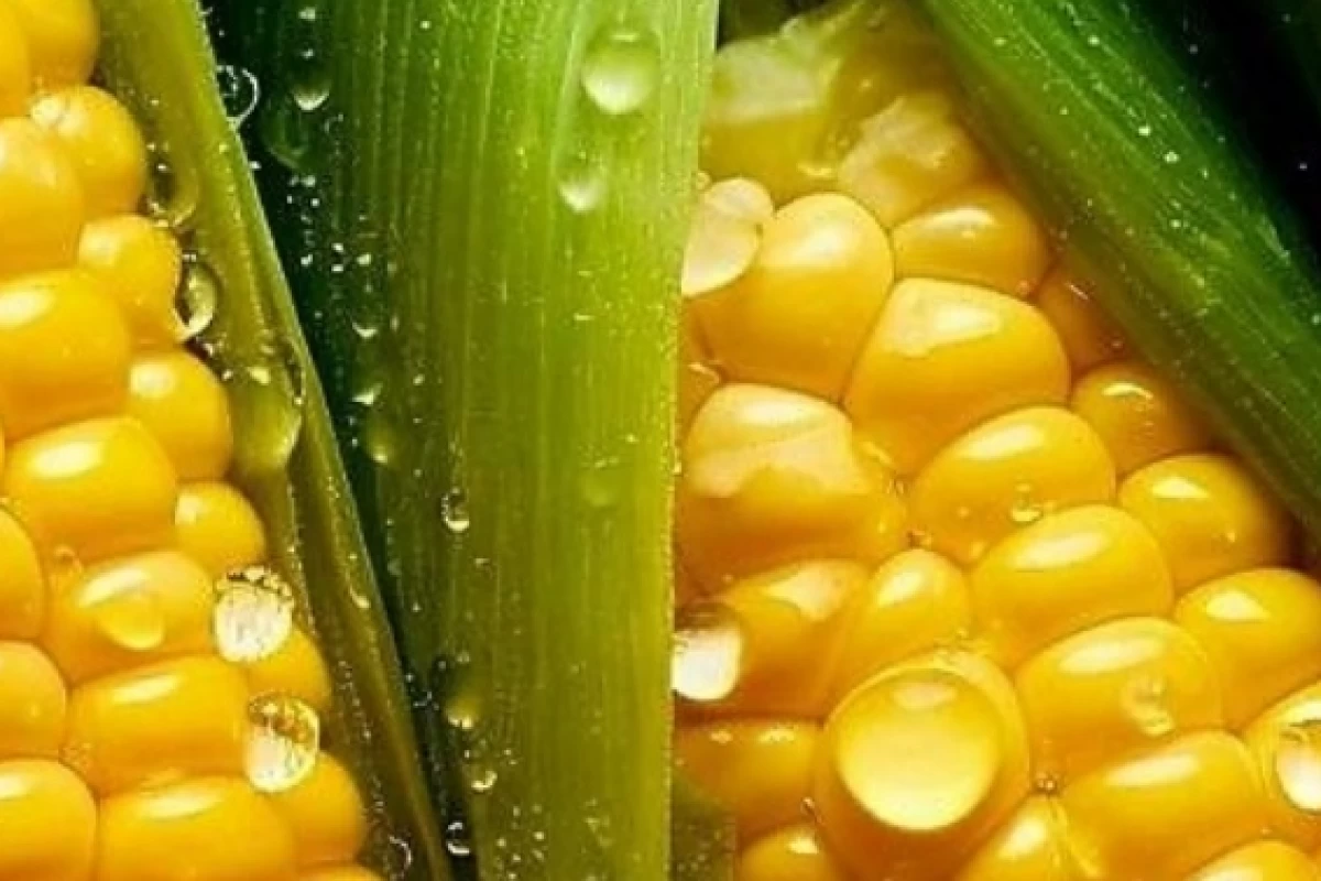عکس تاثیرات ذرت بر معده