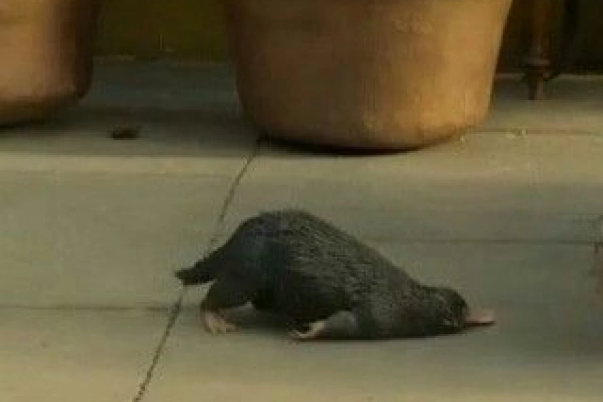 عکس او زاده شده برای....