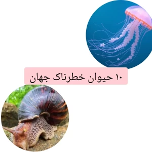 کاور