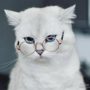 کاور