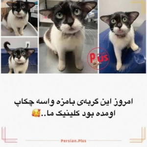 کاور