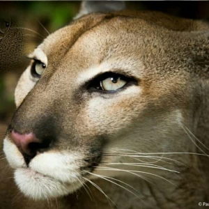 عکس پوما،شیر کوهی یا Cougar