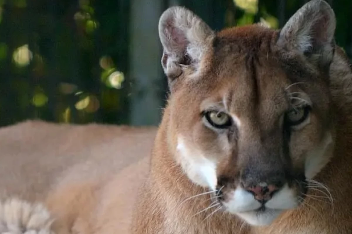 عکس پوما،شیر کوهی یا Cougar
