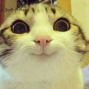 کاور