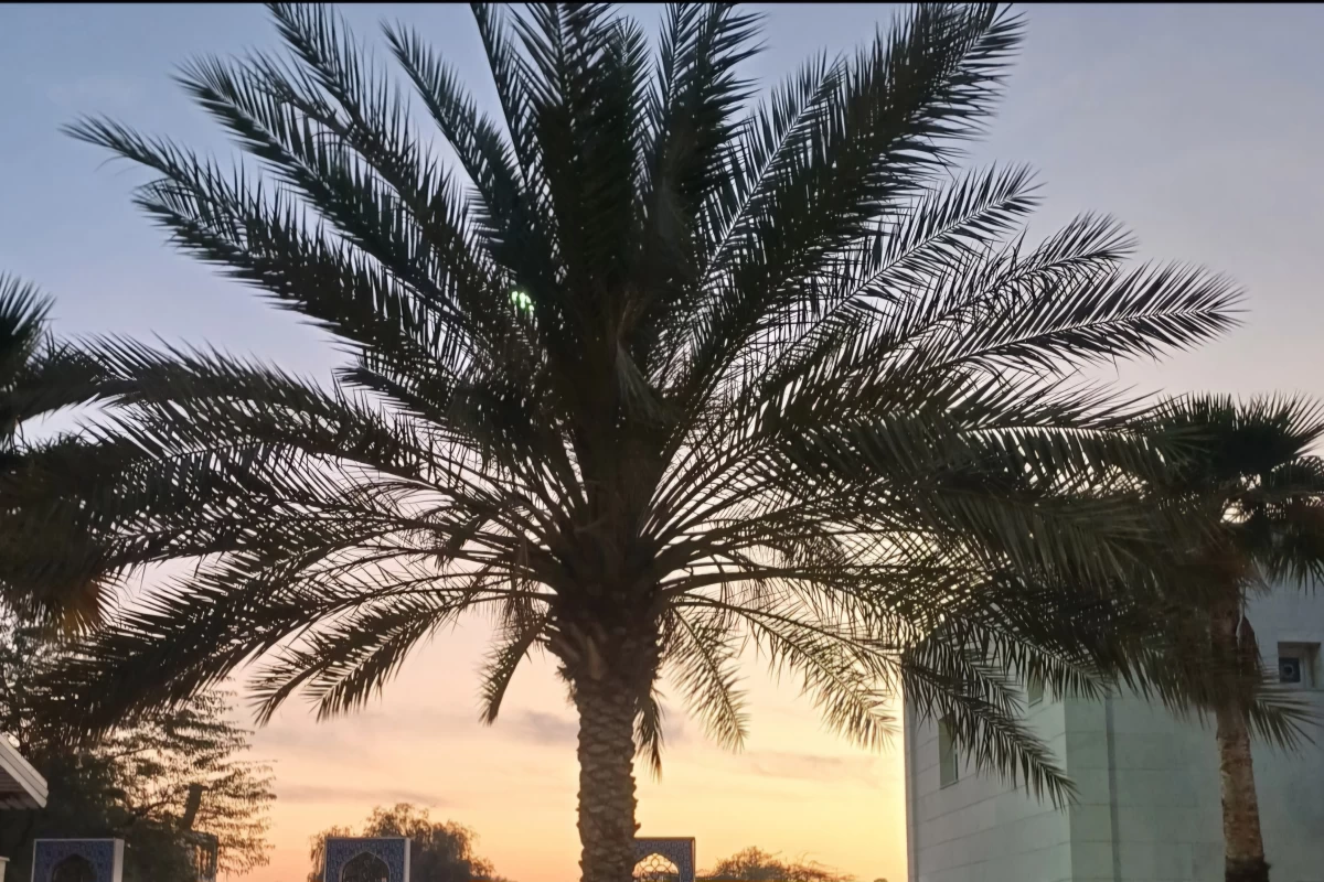عکس علت چیدمان شطرنج چیست