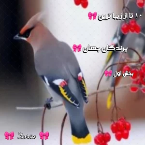 کاور