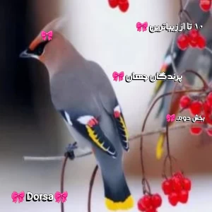 کاور