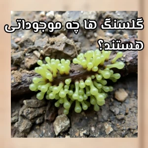 کاور