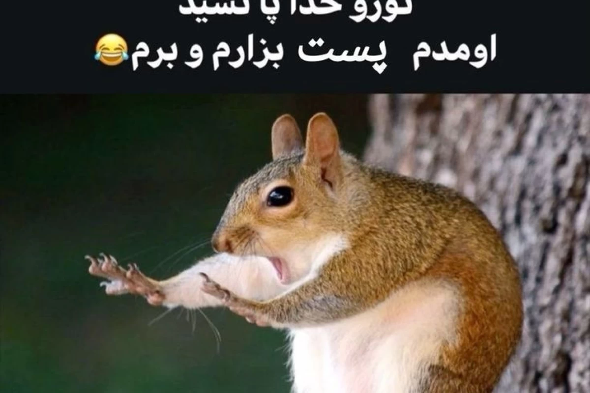 عکس طنز به سبک ترکیبی