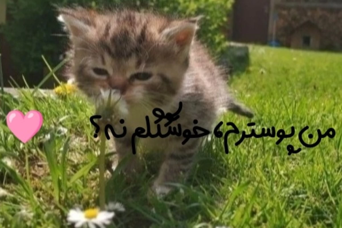 عکس میم جدید¹⁸