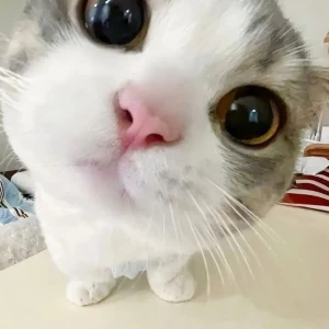 کاور