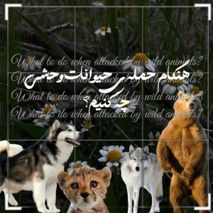 کاور