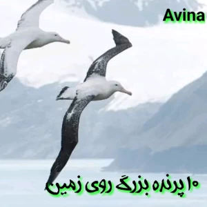 کاور