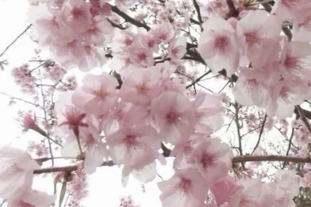 عکس آره من حالم کاملا خوبه ! (C.ai ver)