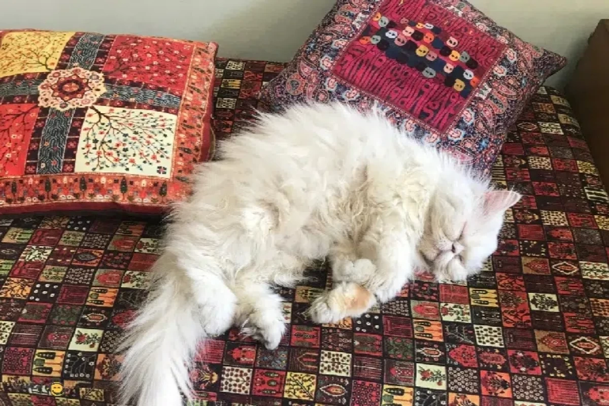 عکس کافه موزه گربه ایرانی