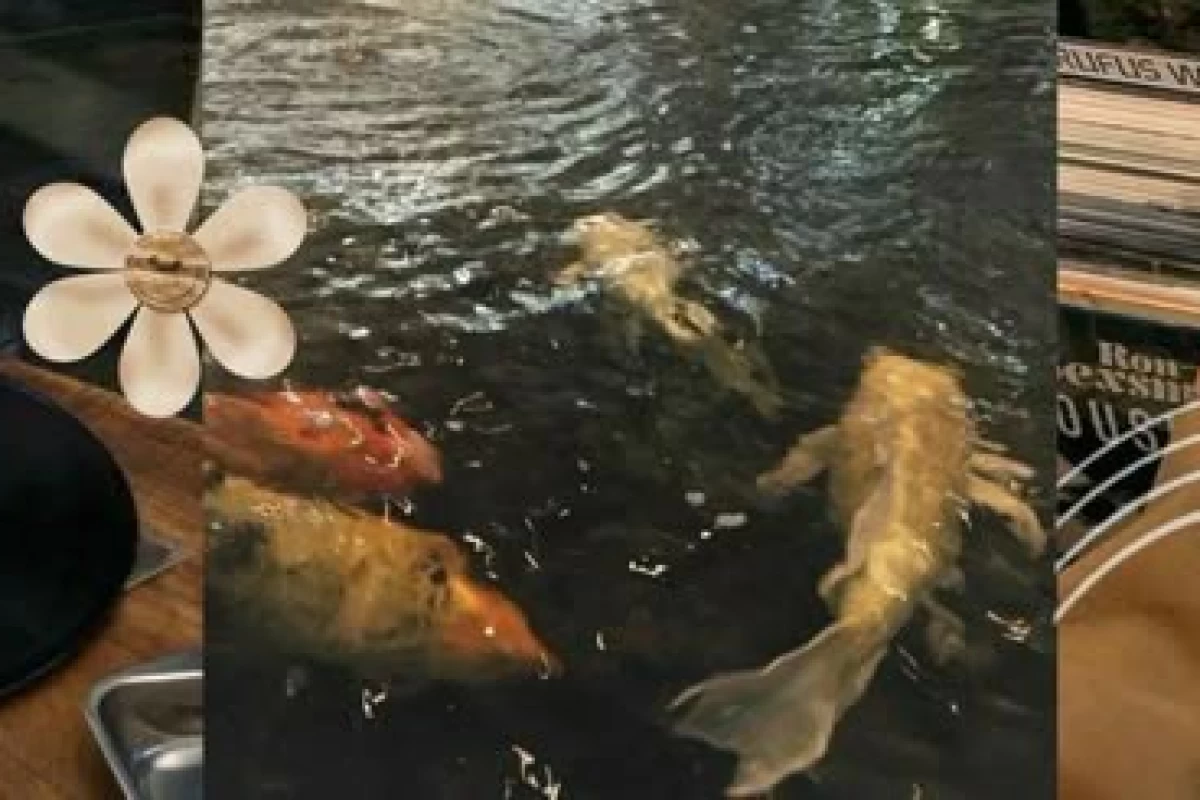 عکس یک شب در تستچی