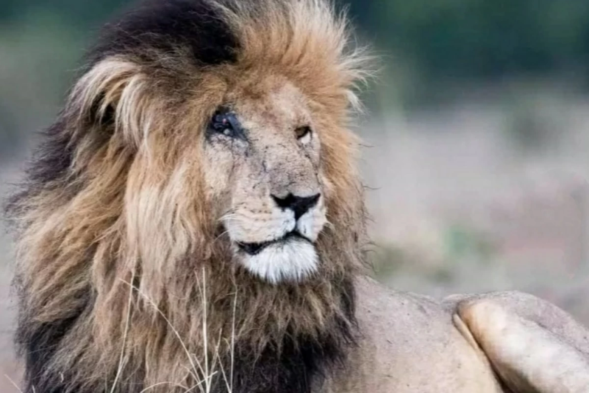 عکس اسکارفیس،شیری با صورت زخمی