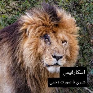 کاور