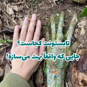 کاور