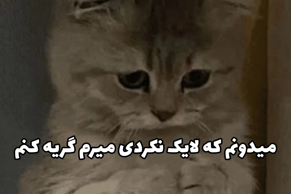 عکس من جغد نیستم من کلا نمیخوابم!