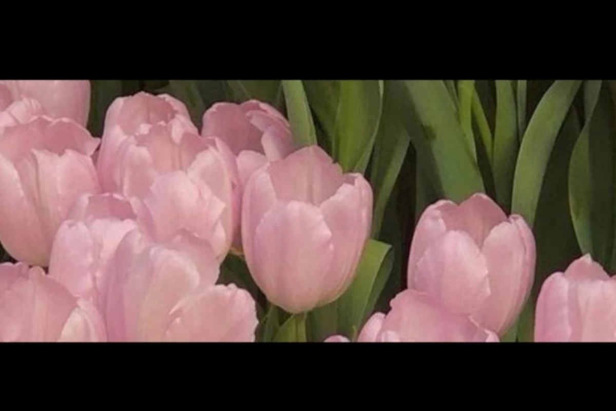 عکس من فقط یه دخترم🎀.
