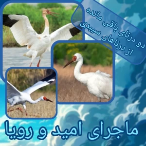 کاور