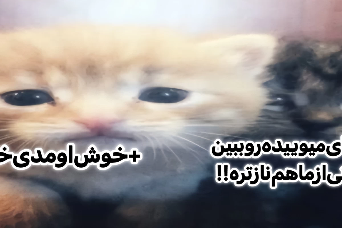 عکس بعضی‌کیپاپـرا‌درک‌نـمیکنن‌‌کـه ...