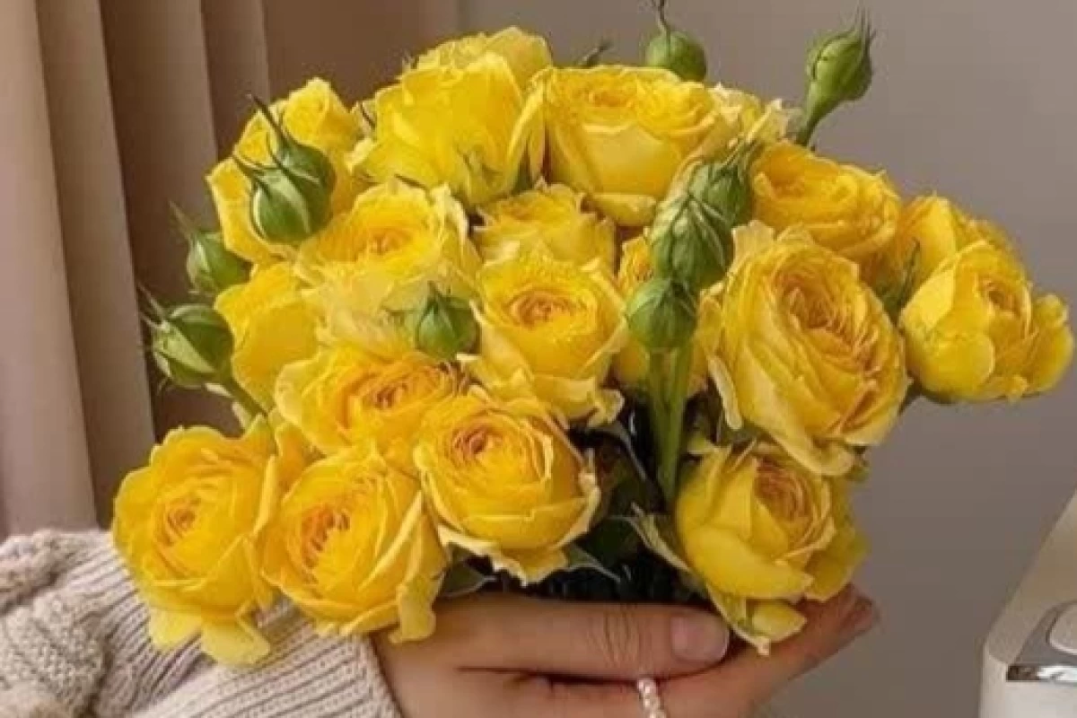 عکس پابوراچای ما